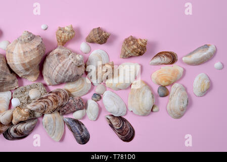 Summer composition.Flat lay, top view of various kinds seashells on pink background. Copy space in minimal style, template for text. Vacation concept Stock Photo