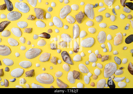 Creative various seashell pattern on pastel yellow background. Summer vacation concept. Marine background Stock Photo