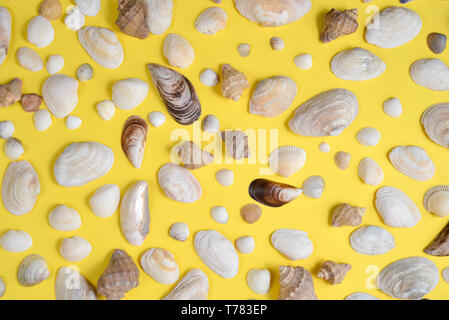 Creative various seashell pattern on pastel yellow background. Summer vacation concept. Marine background Stock Photo