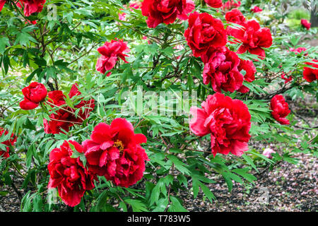 Red Tree peony Peony Red Peonies Japanese tree peony Paeonia suffruticosa Red Peony Garden Flowers April Spring May Flowering Shrubby Plant Blooming Stock Photo