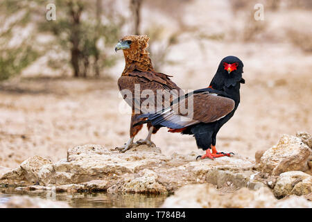 Bateleur with his young one, Kgalagadi Transfrontier Stock Photo