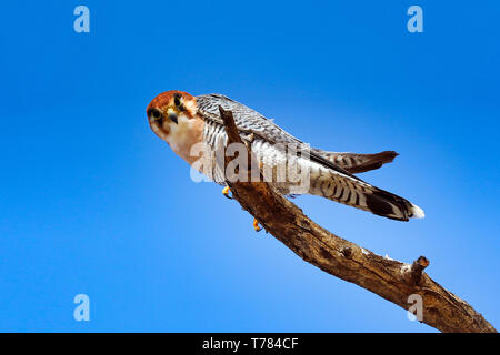 red-necked falcon, Kgalagadi Transfrontier National Park, South Afr Stock Photo