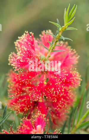 Carmarthenshire, West Wales, UK. Melaleuca Fulgens flower in bloom today during warm sunshine. Stock Photo