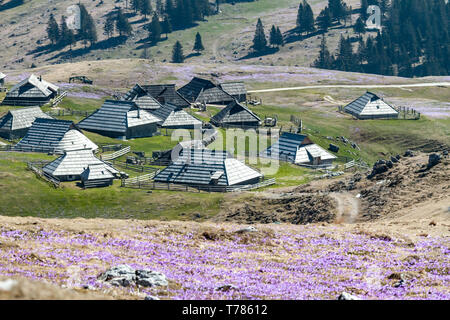 spring crocuses in mountain village Velika Planina Slovenia Stock Photo