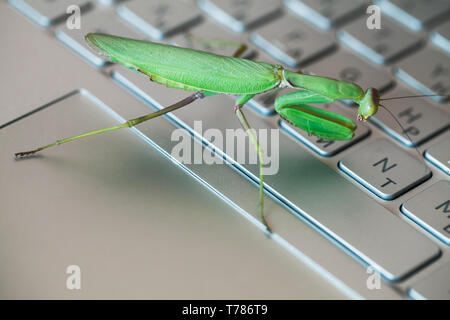 Software bug metaphor, green mantis is on a laptop keyboard with English and Russian letters Stock Photo