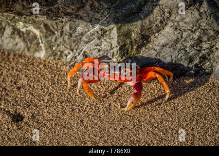 Gecarcinus quadratus, red land crab, whitespot crab, halloween crab,] moon crab, halloween moon crab, mouthless crab, harlequin land crab, colourful l Stock Photo