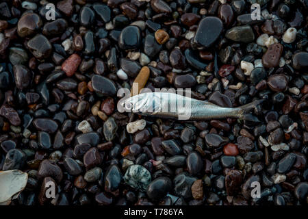 small dead fish on black wet beach stones