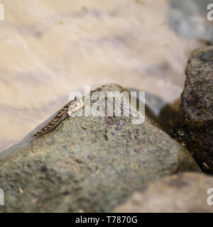 Barred mudskipper or silverlined mudskipper. Periophthalmus argentilineatus. Despite the amphibian way of life, this animal is fish Stock Photo