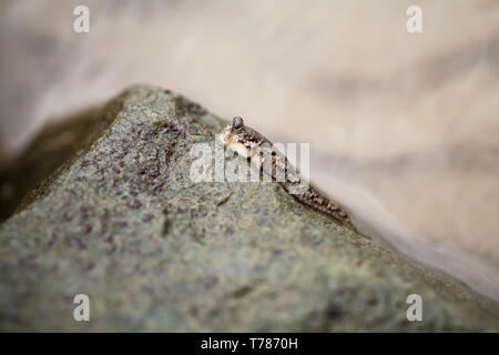 Barred mudskipper or silverlined mudskipper sits on stone. Periophthalmus argentilineatus. Despite the amphibian way of life, this animal is fish Stock Photo