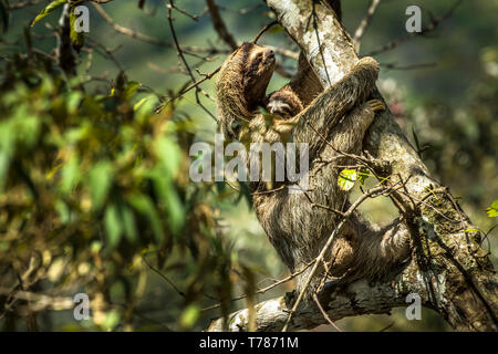 Three-toed sloth with her baby climbing in a tree Stock Photo