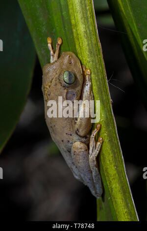 Withe tree frog on a green leaf