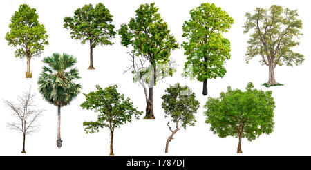 isolated big tree on white background, full resolution tree in big collection Stock Photo