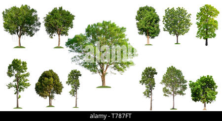 isolated big tree on white background, full resolution tree in big collection Stock Photo