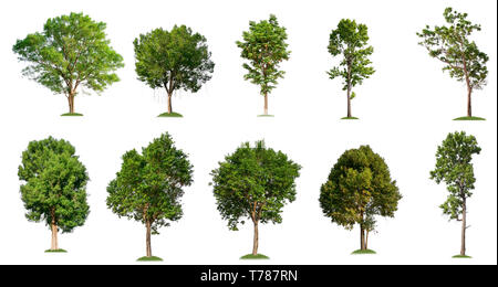 isolated big tree on white background, full resolution tree in big collection Stock Photo
