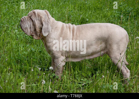 Neapolitan mastiff is standing on a spring meadow. Pet animals. Stock Photo