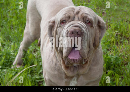 Adult neapolitan mastiff close up. Pet animals. Stock Photo