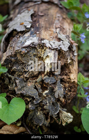 Tree Trunk with Fungus Close Up with fresh green plants growing up Stock Photo