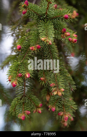 Close up of Pine tree and fresh Pine nuts in the spring Stock Photo
