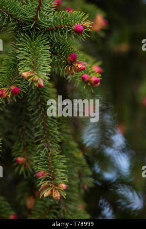 Close up of Pine tree and fresh Pine nuts in the spring Stock Photo