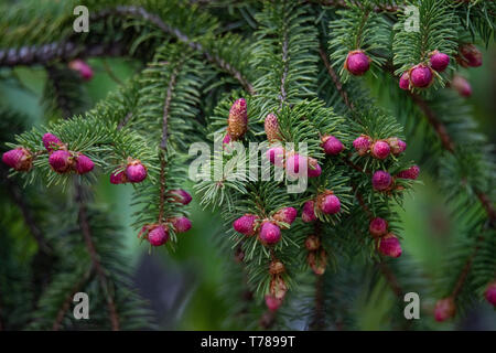 Close up of Pine tree and fresh Pine nuts in the spring Stock Photo