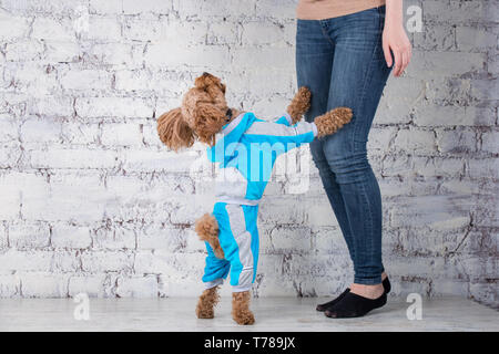 Small funny dog of brown color with curly hair of toy poodle breed posing in clothes for dogs. Subject accessories and fashionable outfits for pets. S Stock Photo