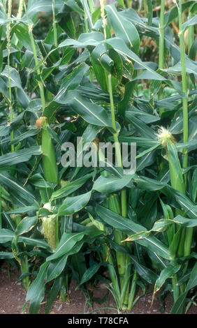 SWEET CORN CROP (ZEA MAYS VAR. RUGOSA) GROWING, NEW SOUTH WALES, AUSTRALIA. Stock Photo