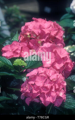 PINK HYDRANGEA MACROPHYLLA BUSH IN FULL BLOOM. Stock Photo