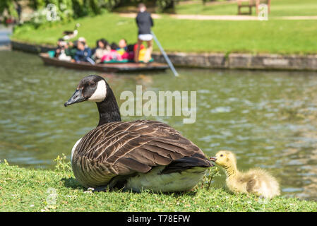 Canadian goose with newly born baby gosling on the banks of the river Cam with punting to the rear in the backs of Cambridge, England, UK. Stock Photo