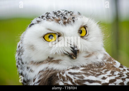 This image of a Snowy Owl (Bubo Scandiacus) was taken at Kingussie Highland Wildlife Park, Scotland.  The bird has impressive and mesmerising eyes. Stock Photo