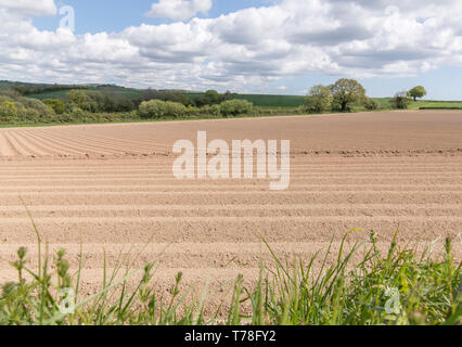 Ridge and furrow patterns in ploughed field of tilled soil - for a potato crop. Ploughed soil, potato cultivation, agronomy. Stock Photo