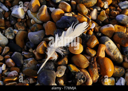 White frozen feather on a stony background Stock Photo