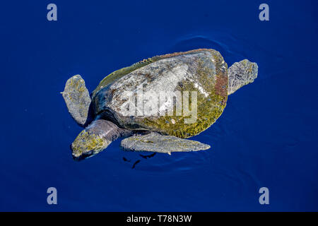 Olive Ridley Sea Turtle (Lepidochelys olivacea), also known as the Pacific Ridley Sea Turtle, resting on the surface in the Sea of Cortex Stock Photo