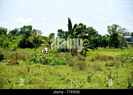 Around the Santiago City, Isabela, Philippines, Santiago City ...