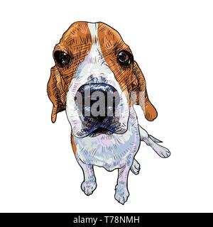 Beagle dog sitting on white background, vector illustration. Stock Vector