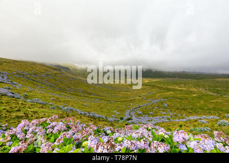 Hydrangeas blooming with Caldeira Branca in the background on Flores island in the Azores. Stock Photo