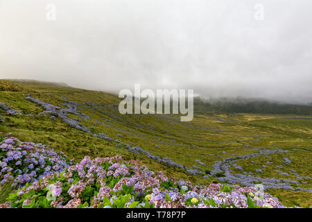 Beautiful hydrangeas blooming on the island of Flores in the Azores. Stock Photo