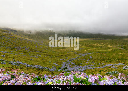 Hydrangeas growing down a slope with Caldeira Branca, a seasonal lake in the background. Stock Photo