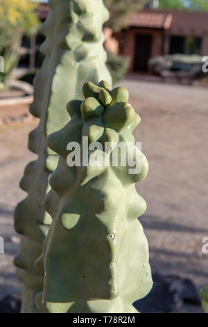 Forma monstrosus (Cereus peruvianus monstrosus) in Tucson, Arizona, USA Stock Photo