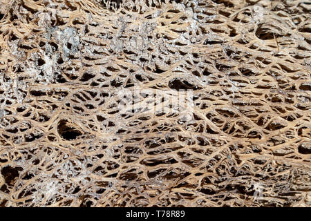Decomposed tree bark texture, with holes close up. Stock Photo