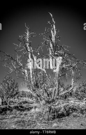 Dry rotten trees at Inyo National Forest in the Sierra Nevada Stock Photo