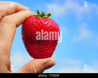 single red strawberry between two fingers and blue sky in spring Stock Photo