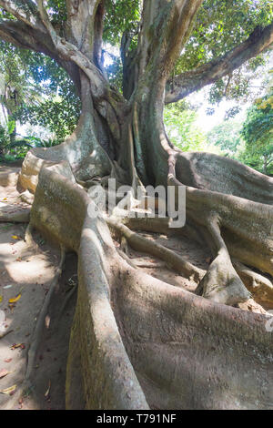 An old tree in Jardim Jose do Canto in Ponta Delgada on the island of Sao Miguel, Portugal Stock Photo