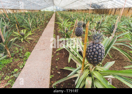 Pineapples in greenhouse on Sao Miguel island, Azores, Portugal Stock Photo