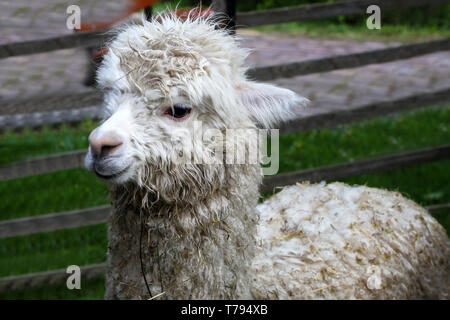 White funny alpaca looking at the camera on green field. Stock Photo