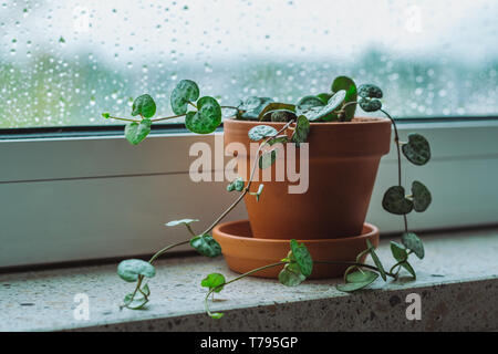 Baby plant String of Hearts on a window shelf on a rainy day Stock Photo