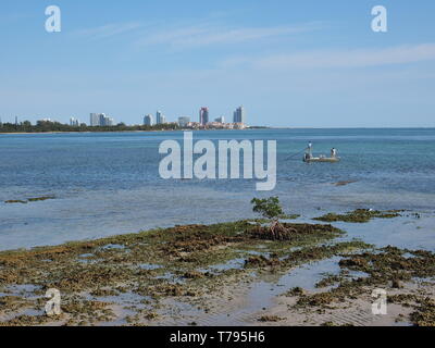 Fishermen off the Fossilized Reef in Bear Cut on Key Biscayne, Florida, at  low tide with buildings of Miami Beach in the background Stock Photo - Alamy