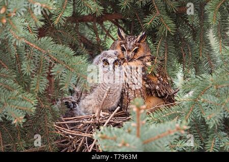 Adult and juvenile long-eared owl, asio otus, sitting on a nest in coniferous tree close together. Animal family with protective mother and cute hatch Stock Photo