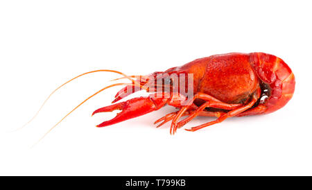 Cooked Red Crawfish Isolated on a White Background Stock Photo