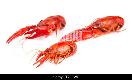 Cooked Red Crawfish Isolated on a White Background Stock Photo
