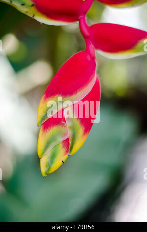 Vibrant inflorescence of a beautiful heliconia or false bird of paradise flower Stock Photo